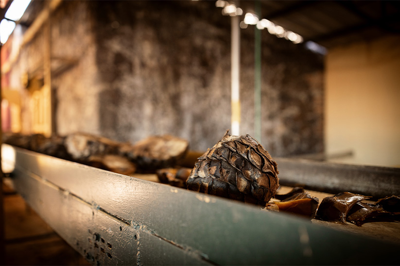 Campo de Agave